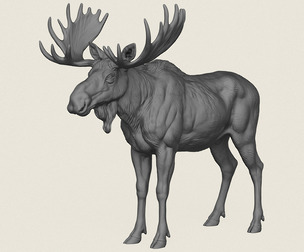 Wild Moose Deer