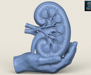 Decorative Kidney Sculpture