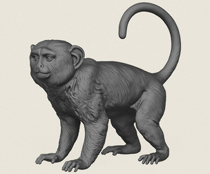 Macaque Monkey
