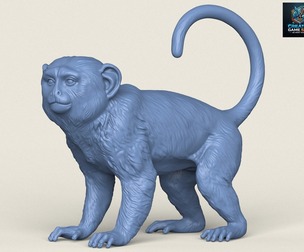 Macaque Monkey