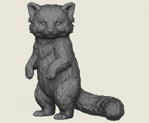 Wild Raccoon