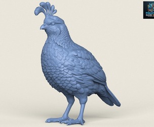 Quail Bird