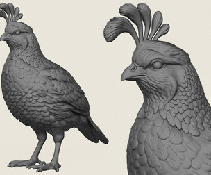 Quail Bird
