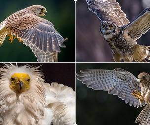 OWLS and BIRDS OF PREY-Photo Reference Pack For Artists 507 JPEGs noAI