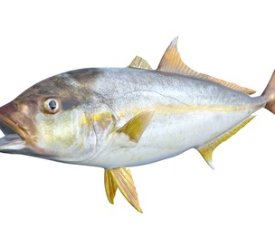 Amberjack fish