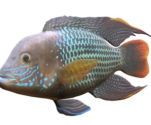 Andinoacara Cichlid fish