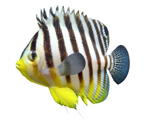 Barred Angelfish Paracentropyge Multifasciata fish