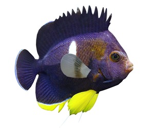 Centropyge Keyhole Angelfish