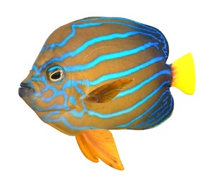 Chaetodontoplus Blue Line Angelfish