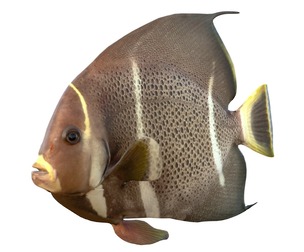 Gray Angelfish