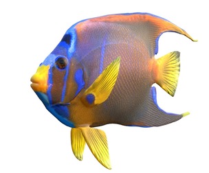 Holacanthus Queen Angelfish