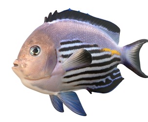 Male Blackedged Angelfish Genicanthus