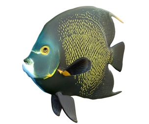 Marine Angelfish Pomacanthidae