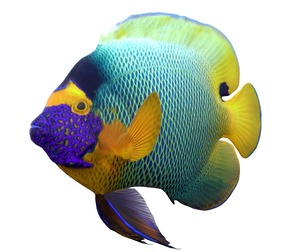 Pomacanthus Angelfish