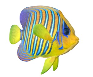 Royal Angelfish
