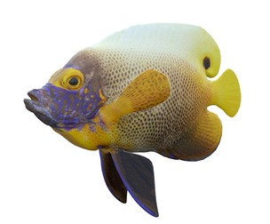 Yellowface Angelfish