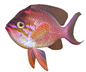 Anthias fish