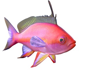 Bartletts Anthias fish