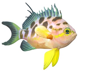 Borbonis Anthias fish