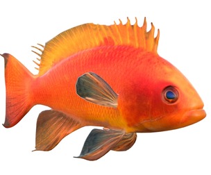 Cooper Anthias fish