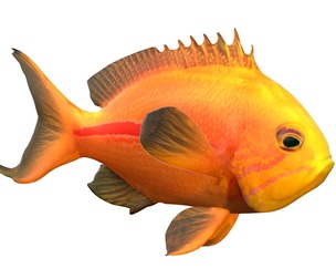 One strip Anthias fish