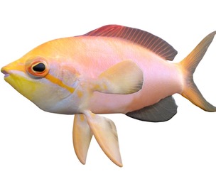 Princess Anthias fish