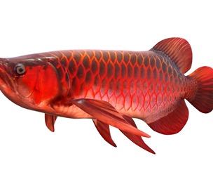 Arowana fish