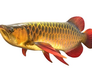 Asian Arowana fish