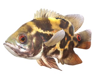 Astronotus Ocellatus Oscar Fish