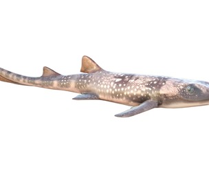 Bamboo Shark fish