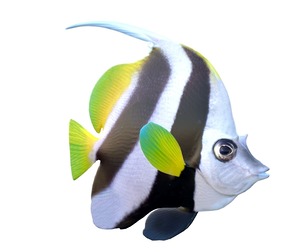 Banner fish