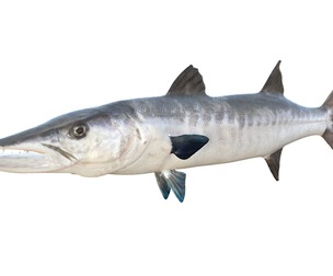 Barracuda fish