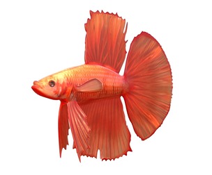 Betta Fish 1