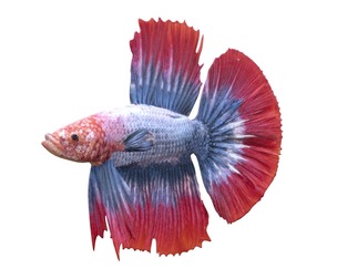 Betta Fish 2