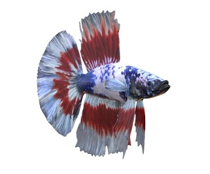 Betta Fish 3