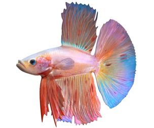 Betta Fish 4