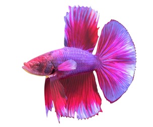 Betta Fish 5