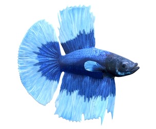 Betta Fish 6