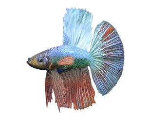 Betta Fish 7