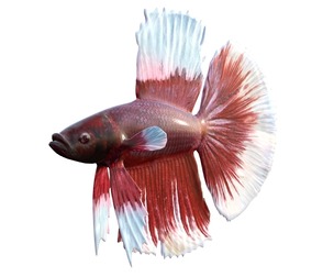 Betta Fish 8