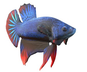 Betta Fish 9