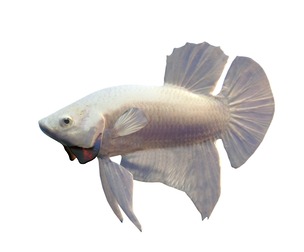 Betta Fish 10