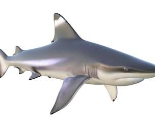 Blacktip Shark fish