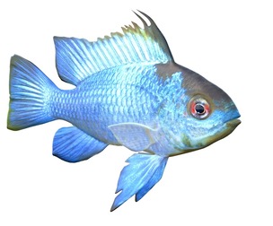 Blue Ram fish