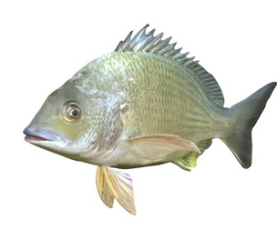Bream fish