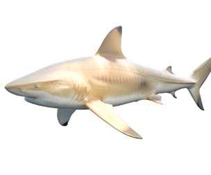 Bronze Whaler Shark fish