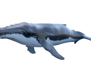 Bryde's whale fish