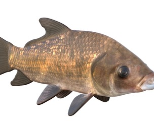 Buffalo fish