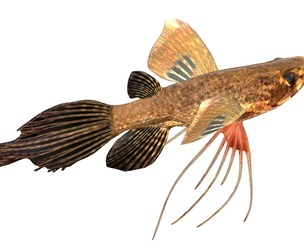 African Butterfly fish