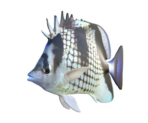 Asian Butterfly fish